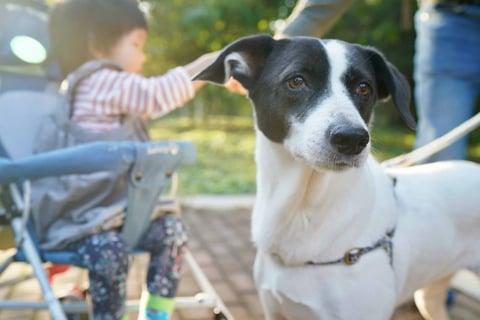 Mon enfant a peur des animaux : comment l’aider ?