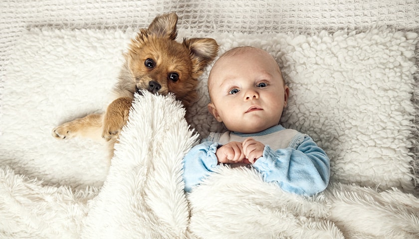 pre-accouchement-animaux